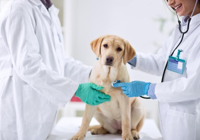 2 Vets examing dog