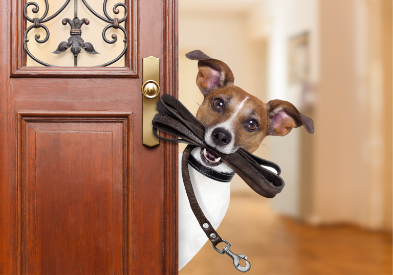 Dog holding leash in mouth standing by door