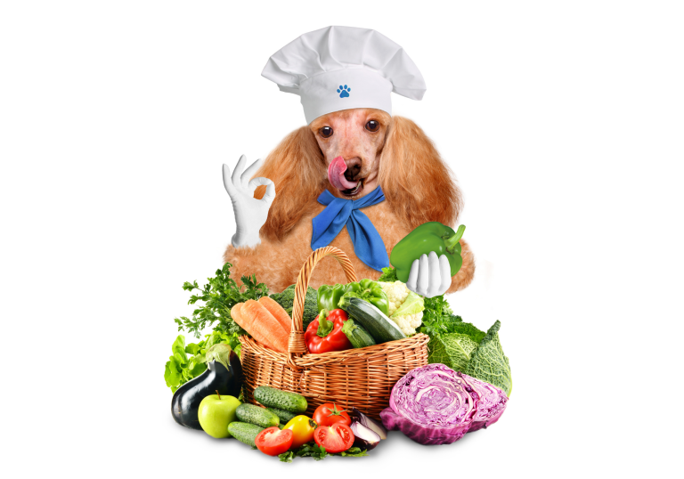 Dog in Chef hat