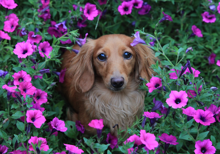 Dog sitting in Lilacs