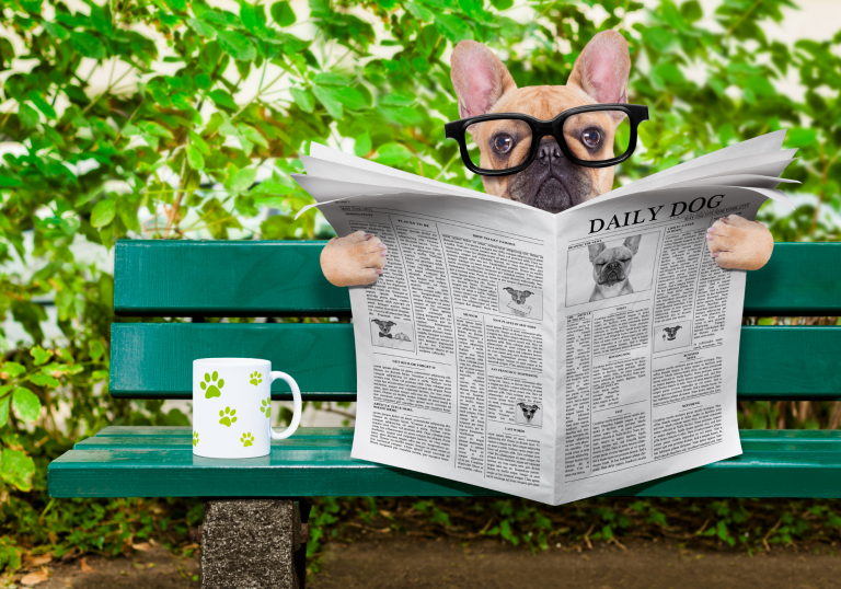 Dog sitting on bench with coffee cup reading a newsletter