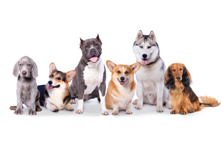 Large Dog Group 2