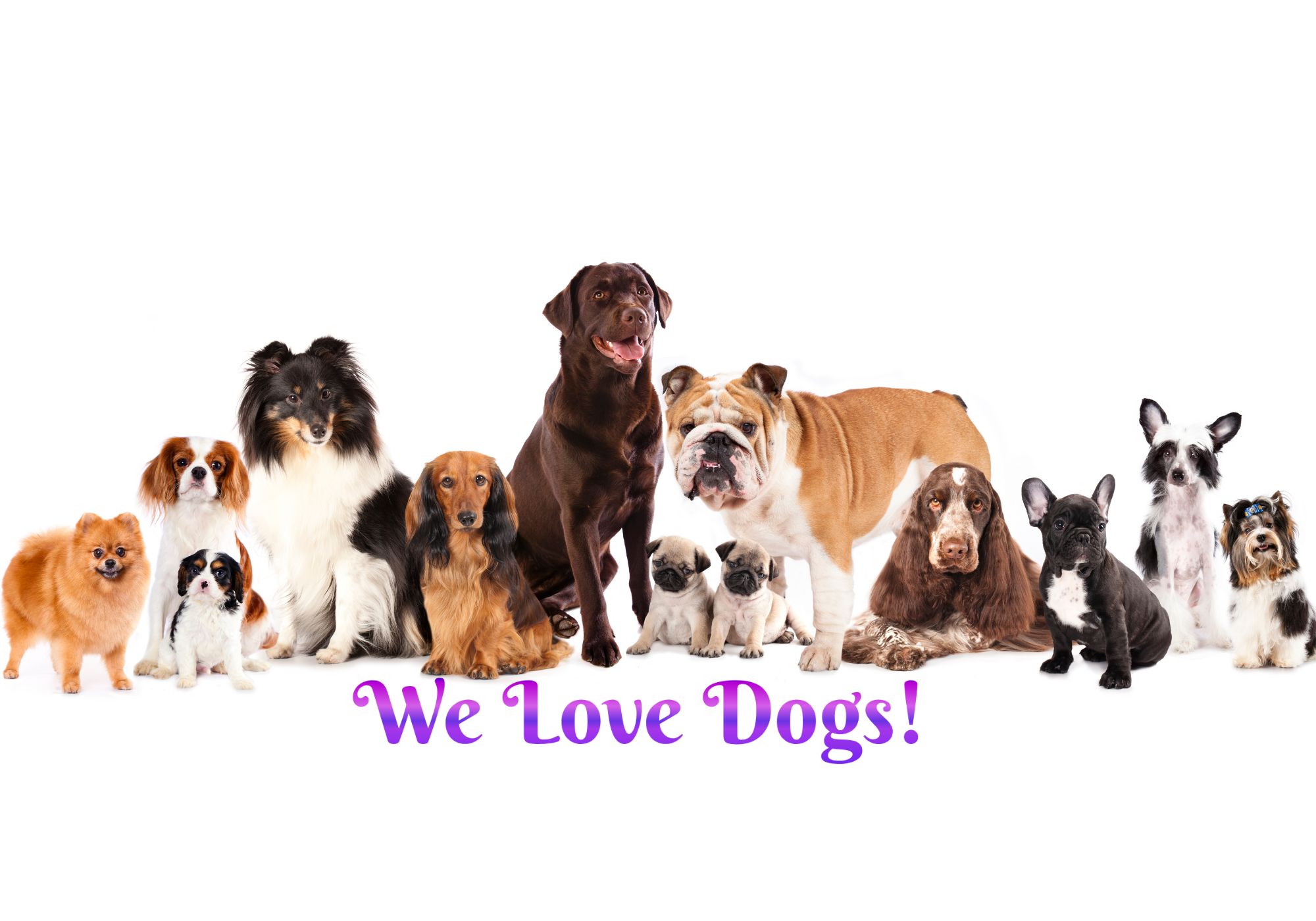 Large Group of Dogs